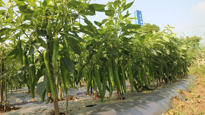 2019年長沙新萬農種業(yè)有限公司新品種觀摩邀請函