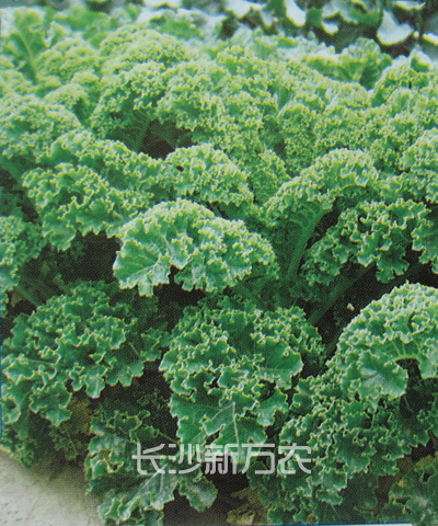 羽衣甘藍
